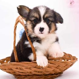 Pembroke Welsh Corgi Puppies from MG Corgis