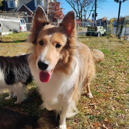 Shannara Marie - Shetland Sheepdog