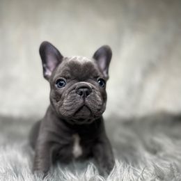 Brennan - Blue male French Bulldog puppy in Graham, Washington from Amocat Bullies