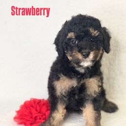 Strawberry Pie - Tri-color female Bernedoodle puppy in Williamson, New York from Lakeside Doodles