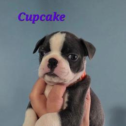 Cupcake - Blue female Boston Terrier puppy in Columbus, Ohio from Bryn's AKC Bostons