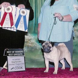 Pugs from Riverview Pugs