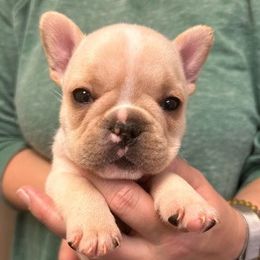 Roxie - Fawn female French Bulldog puppy in Wetumpka, Alabama from River Region Bullies