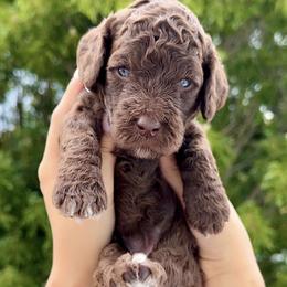 Girl 3 - female Poodle puppy in Stuart, Florida from AKC/Excellent + Good OFA Sweet Delightful Poodles