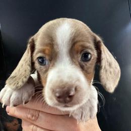 Guinness - Dapple male Dachshund puppy in Bigfork, Minnesota from Dachshunds Up North