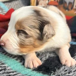 Max - Red merle male Australian Shepherd puppy in Boise, Idaho from Black Canyon Corral Aussies