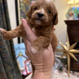 Boy 4 - Red  male Goldendoodle puppy in Meridian, Mississippi from Magnolia Poodles and Doodles