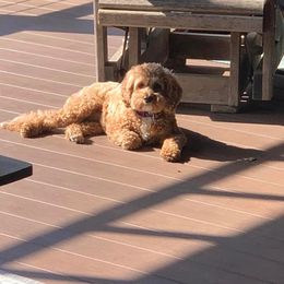 Cavapoo Puppies from Campbell's Cavapoos