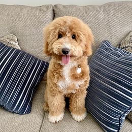 Jovi - Goldendoodle
