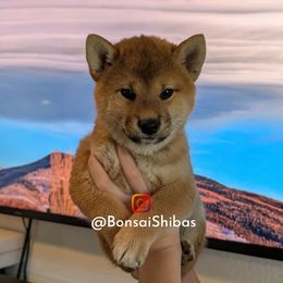 LYCHEE - Red female Shiba Inu puppy in Minnesota from BonsaiShibas