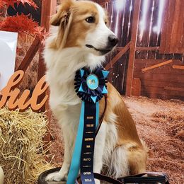 Sadie-Jane - English Shepherd