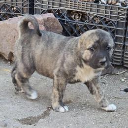 Girl 4 - Gray female Armenian Gampr puppy in Neenach, California from The Mustangs Ranch