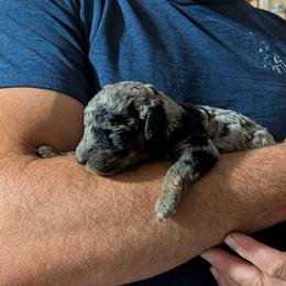 Olive - Blue merle female Aussiedoodle puppy in Yacolt, Washington from Aussiedoodles by Maggie