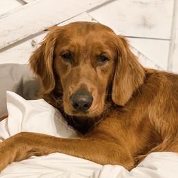 Kaya - Golden Retriever