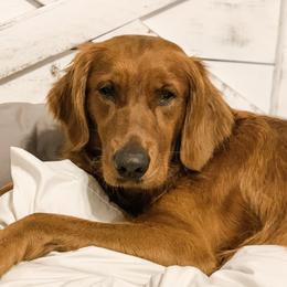 Kaya - Golden Retriever