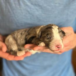 Isle - Merle female Bernedoodle puppy in Clarinda, Iowa from Root and Branch Bernedoodles