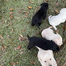 Labrador Retriever Puppies from BlackWater Gun Dogs