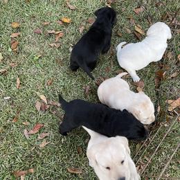 Labrador Retriever Puppies from BlackWater Gun Dogs