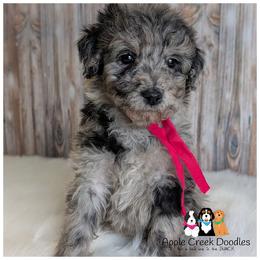 Dolly - - Merle female Goldendoodle puppy in Jeddo, Michigan from Apple Creek Doodles