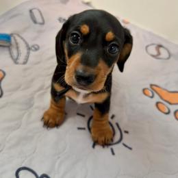 Black collar puppy - Black and tan male Dachshund puppy in Apache Junction, Arizona from Shaw Dachshunds