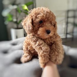 Poodle Puppies from Bruno & Co. Puppies