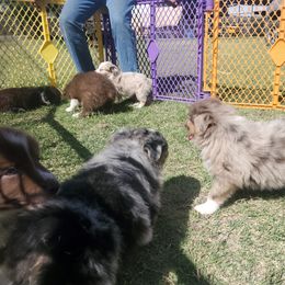 Australian Shepherd Puppies from Winsome Aussies