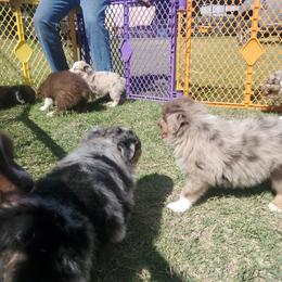 Australian Shepherd Puppies from Winsome Aussies