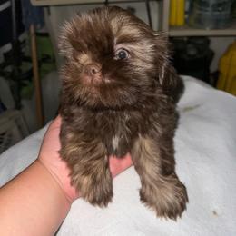 Pedro - Red and white male Shih Tzu puppy in Madera Acres, California from California Shih Tzu’s