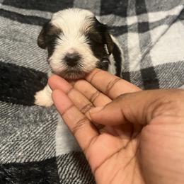 LISA - Parti female Yorkipoo puppy in Gastonia, North Carolina from Precious pups dynasty kennel