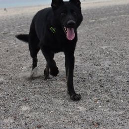 Zombie - German Shepherd