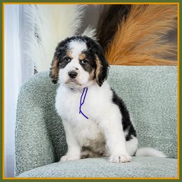 Kelly - Tri-color female Bernedoodle puppy in Connersville, Indiana from Deaz Doodle Ranch