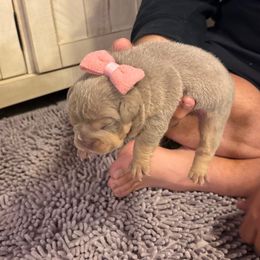 Lola - Lilac tri-color female Bulldog puppy in Hopkins, Missouri from Mowry Creek Mini Aussiedoodles and More