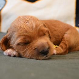 Banana - Apricot female Goldendoodle puppy in Batavia, Ohio from Cozy Cove Goldendoodles