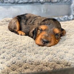 Eliza - Black and tan female Dachshund puppy in Anderson, Alabama from Pasek Kennels
