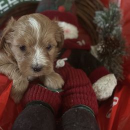 Boy 2 - male Goldendoodle puppy in Waynesboro, Virginia from Forest Creek Kennel