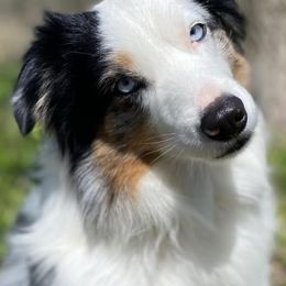 Miniature American Shepherds and Pembroke Welsh Corgis from Hadley's Hugs
