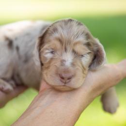 Dachshund Puppies from Natasha Vohs