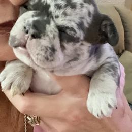 Bullmastiff and French Bulldog Puppies from Fernandes’ Guardians Bullmastiff
