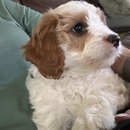 Tramp (brown collar) - Blenheim male Cavapoo puppy in Modesto, California from Molly n Friends