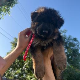 AKC Red Girl - Black and red female German Shepherd puppy in Bakersfield, California from Aguirre Farm