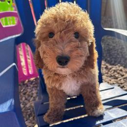 Daisy Mae - Red  female Goldendoodle puppy in Gilbert, Arizona from Azbernedoodlepuppies