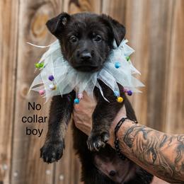 No Collar Boy - Bi-color male German Shepherd puppy in Universal City, Texas from Jaxinhaus German Shepherds
