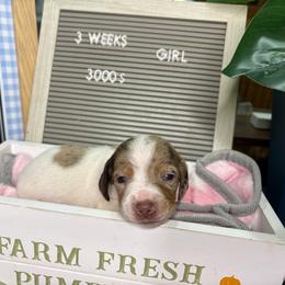 Skye - Dapple female Dachshund puppy in Richwood, West Virginia from Wild and Wonderful Wieners
