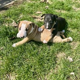 Bull Terrier Puppies from Lynn Hill Bull Terriers