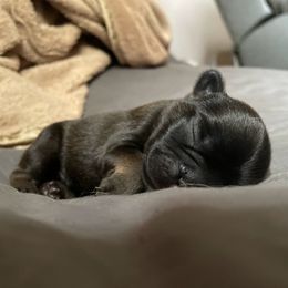 French Bulldog Puppies from Just Us Frenchies