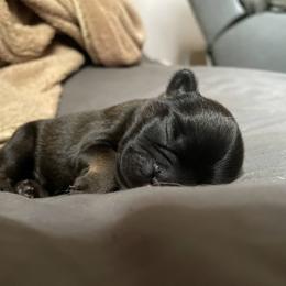 French Bulldog Puppies from Just Us Frenchies