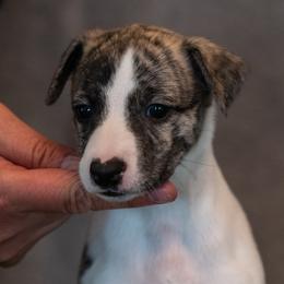 Whippet Puppies from Night Sky Whippets