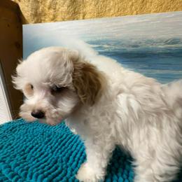 Houston - Parti male Maltipoo puppy in Lawrenceburg, Tennessee from LUV Poodles and Maltipoos
