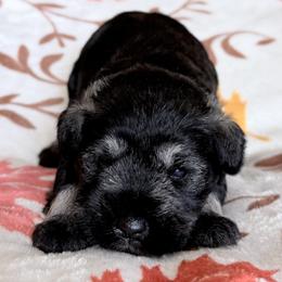 Mr Sky - Salt and pepper male Miniature Schnauzer puppy in Wildomar, California from My Angel Schnauzers
