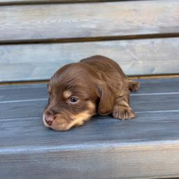 Chocolate and cream Coffey - Chocolate and cream male Dachshund puppy in South Willard, Utah from Doxies in the Sun